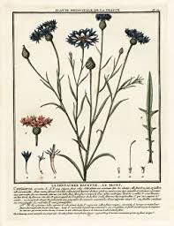 Attēlu rezultāti vaicājumam “Cyanus segetum flower”