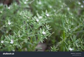 Attēlu rezultāti vaicājumam “Lithospermum officinale flower”