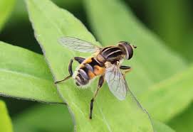 Attēlu rezultāti vaicājumam “Syrphidae”