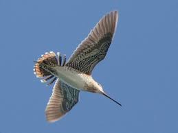 Image result for Gallinago gallinago