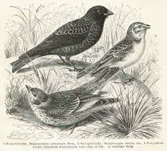 Image result for Melanocorypha yeltoniensis