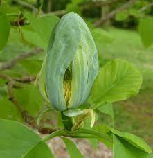 Attēlu rezultāti vaicājumam “Magnolia acuminata bud”