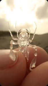 Attēlu rezultāti vaicājumam “Phronia sp.”