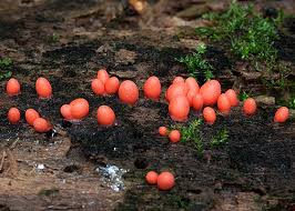 Attēlu rezultāti vaicājumam “Lycogala confusum young”