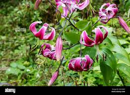 Attēlu rezultāti vaicājumam “Lilium martagon fruit”