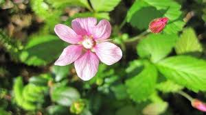 Attēlu rezultāti vaicājumam “Rubus arcticus flower”