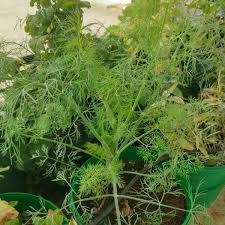 Attēlu rezultāti vaicājumam “Anethum graveolens”