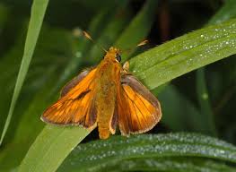 Attēlu rezultāti vaicājumam “Ochlodes sylvanus”