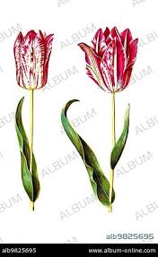 Attēlu rezultāti vaicājumam “Tulipa gesneriana”