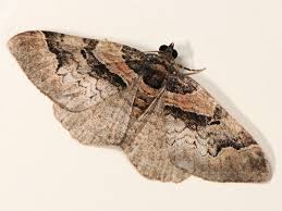 Attēlu rezultāti vaicājumam “Catarhoe rubidata”