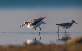 Attēlu rezultāti vaicājumam “Tringa stagnatilis”