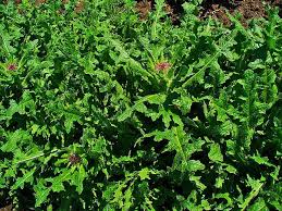 Image result for Cnicus benedictus