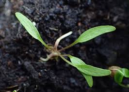 Attēlu rezultāti vaicājumam “Heracleum sphondylium subsp. sibiricum”