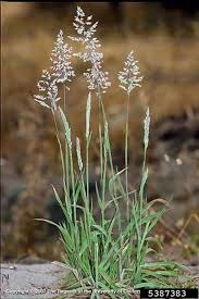 Attēlu rezultāti vaicājumam “Holcus lanatus  fruit”