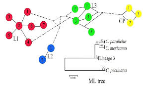 Image result for Centropomus parallelus