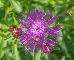 Attēlu rezultāti vaicājumam “Centaurea jacea flower”