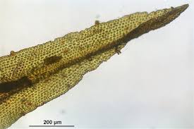 Attēlu rezultāti vaicājumam “Orthotrichum lyellii”