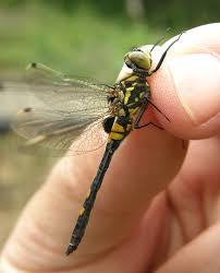 Attēlu rezultāti vaicājumam “Leucorrhinia dubia male”