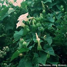Attēlu rezultāti vaicājumam “Calystegia inflata leaf”