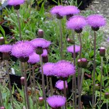 Attēlu rezultāti vaicājumam “Cirsium heterophyllum flower”