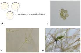 Attēlu rezultāti vaicājumam “Hypnum cupressiforme sporophyte”