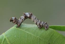 Attēlu rezultāti vaicājumam “Phigalia pilosaria”