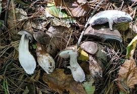 Attēlu rezultāti vaicājumam “Porphyrellus porphyrosporus”