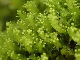 Attēlu rezultāti vaicājumam “Lophozia longidens”