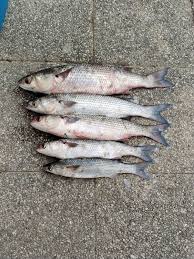 Image result for Liza aurata