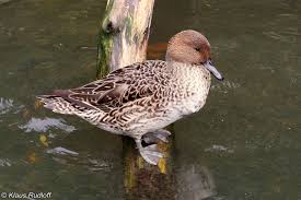 Attēlu rezultāti vaicājumam “Anas acuta”