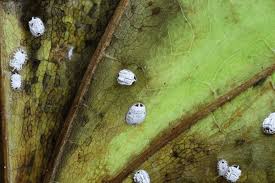 Attēlu rezultāti vaicājumam “Aleurochiton aceris”