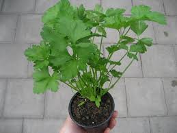 Image result for Petersilie