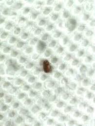 Attēlu rezultāti vaicājumam “Epuraea sp.”