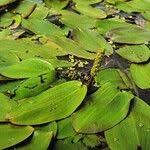 Attēlu rezultāti vaicājumam “Potamogeton natans leaf”