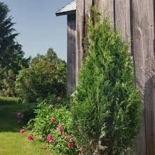 Attēlu rezultāti vaicājumam “Thuja occidentalis”