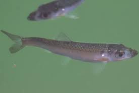 Image result for Clupea pallasii