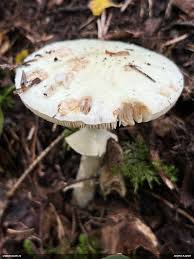 Attēlu rezultāti vaicājumam “Licea testudinacea”