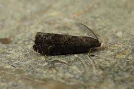 Attēlu rezultāti vaicājumam “Grapholita funebrana”