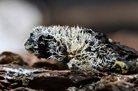 Attēlu rezultāti vaicājumam “Tilachlidium brachiatum”