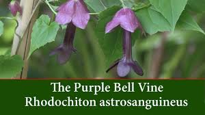 Image result for Rhodochiton atrosanguineum