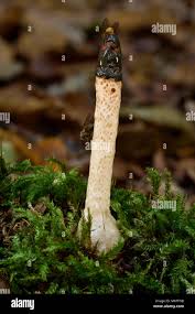 Attēlu rezultāti vaicājumam “Mutinus caninus”