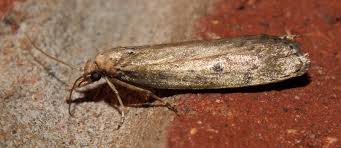 Attēlu rezultāti vaicājumam “Aphomia sociella female”