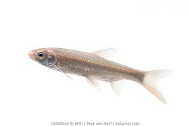 Image result for Chondrostoma nasus