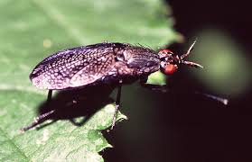 Attēlu rezultāti vaicājumam “Coremacera marginata”