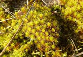 Attēlu rezultāti vaicājumam “Syntrichia ruralis var. ruralis sporophyte”