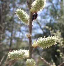 Attēlu rezultāti vaicājumam “Salix myrsinifolia female flower”