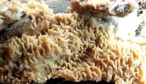 Attēlu rezultāti vaicājumam “Phlebia rufa”