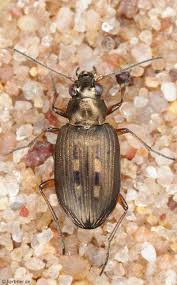 Attēlu rezultāti vaicājumam “Bembidion litorale”