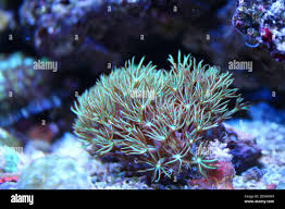 Attēlu rezultāti vaicājumam “Lamproderma violaceum young”