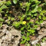 Attēlu rezultāti vaicājumam “Saxifraga cymbalaria”